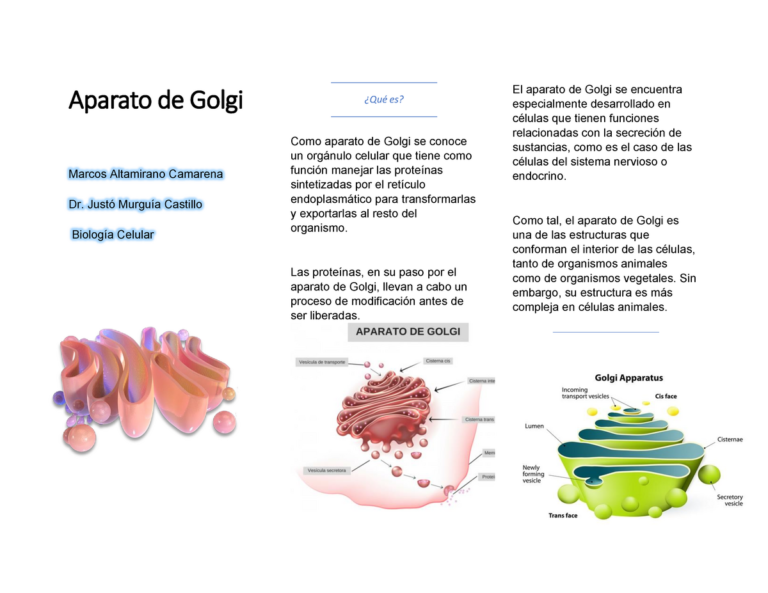 Descubre la función clave del aparato de Golgi en células animales